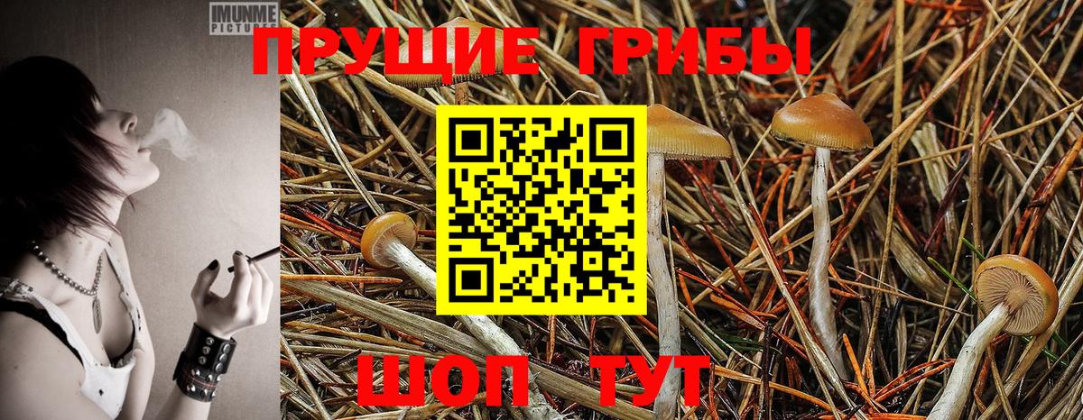 Полевской  Галлюциногенные грибы Psilocybe  наркошоп  Вход с VPN  Галлюциногенные грибы Psilocybe 